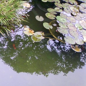 蓮の池