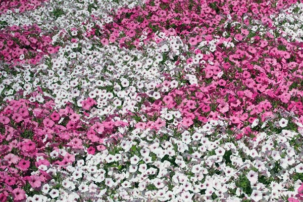 ピンクと白の花